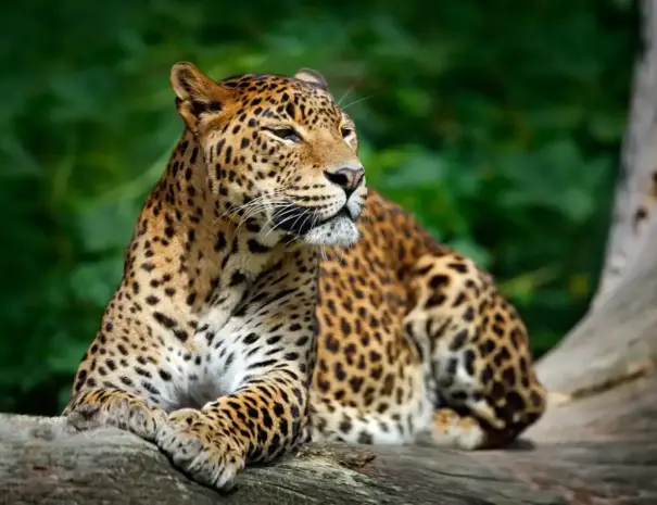 leopard